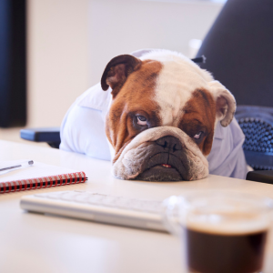 A bored bulldog slumped at an office desk, symbolizing burnout and the feeling of being stuck in daily life.