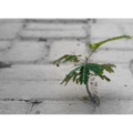 The Foundation for Change — Why Staying Stuck Feels Safer Than Moving Forward